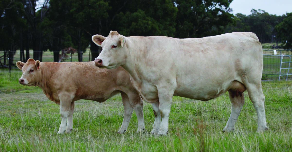 SALE TOPPER: The $18,500 Palgrove Estella 336 RF (PTIC and with a heifer calf at foot by Palgrove Foresight) bought by David and Judy Gray, Huon Charolais, Jindera via Albury, NSW.
