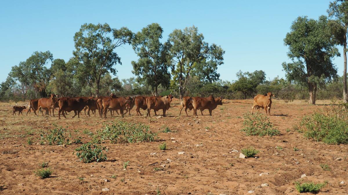 Politic is being offered with livestock including 1513 Red Brahman/Droughtmaster-cross breeders.