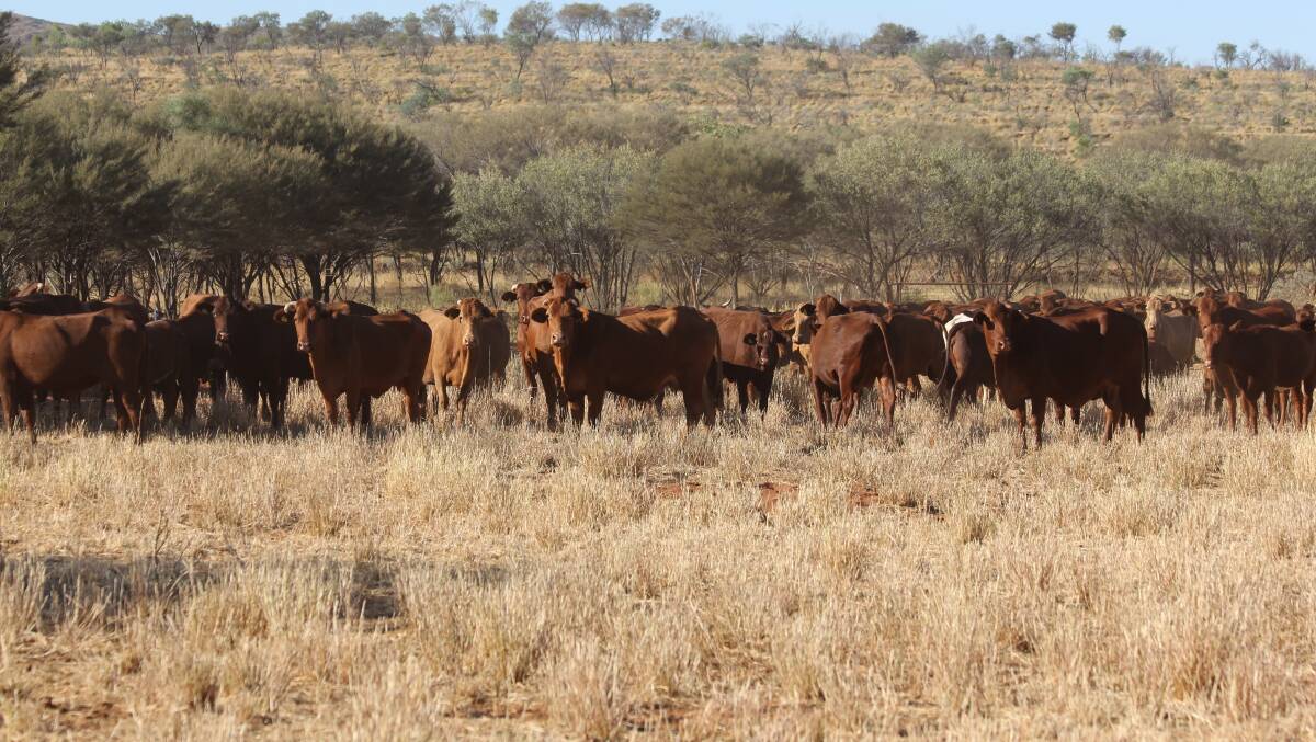 SOLD: Coniston Station sold on a walk in, walk out basis including 5200 cattle following a Landmark Harcourts auction. 