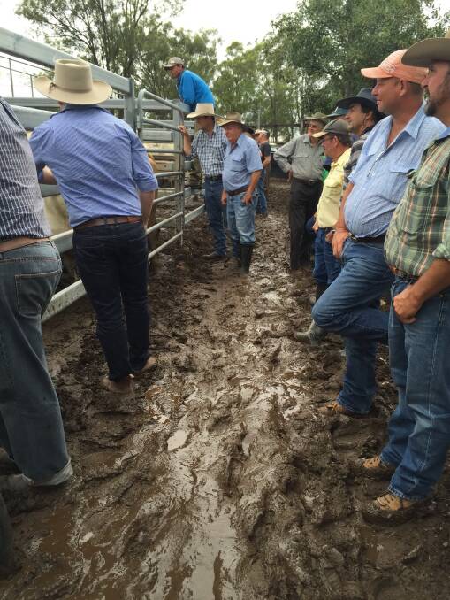 MONEY IN MUD: Good rain in the Brisbane Valley spurred values at today's Toogoolawah cattle sale.
