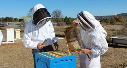 ONLINE TRAINING: Hive inspections are covered in the course and are a requirement of the code of practice.