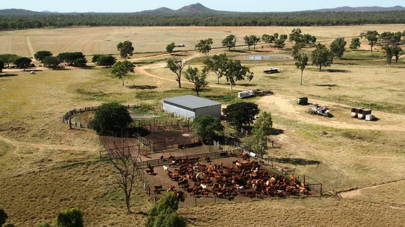 UNDER THE HAMMER: Ballabay, Pentland, and Laurel Vale, Prairie, both sold at an Elders auction in Townsville today. 