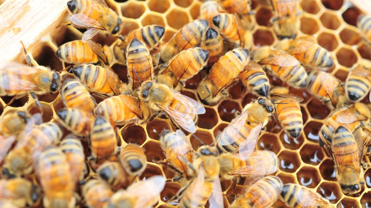 PEST WATCH: Townsville residents are urged to bee aware in the ongoing hunt for varroa mites.
