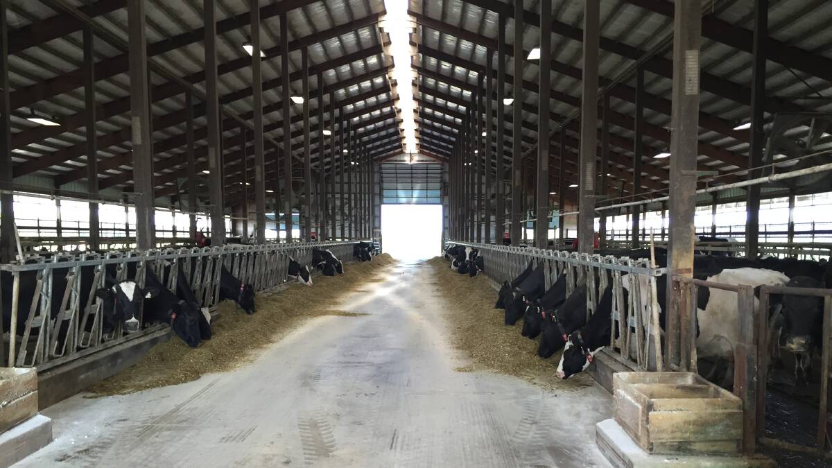 The cows are housed in a sand stall barn and free to enter the robotic milking machine at any time. Some cows choose to be milked four and five times a day. 