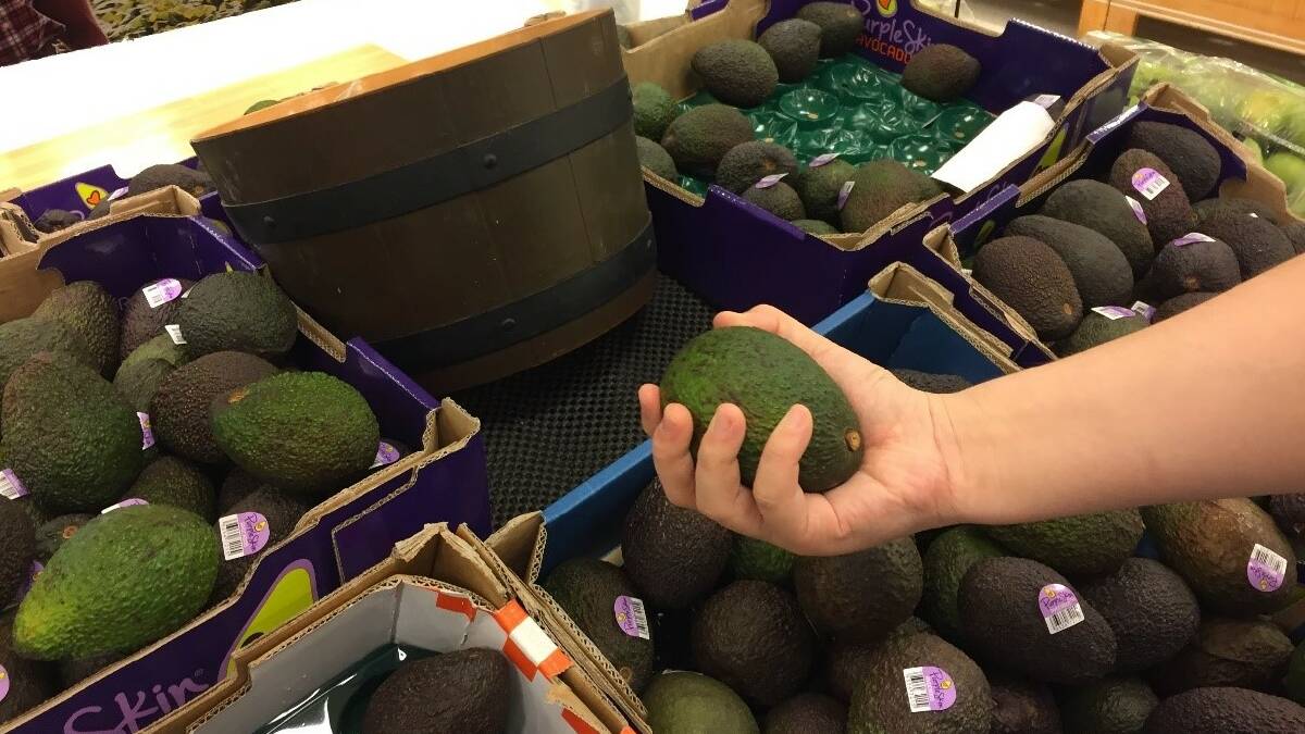 DAMAGE DONE: Most consumers are damaging avocados by squeezing the fruit before purchasing it. 