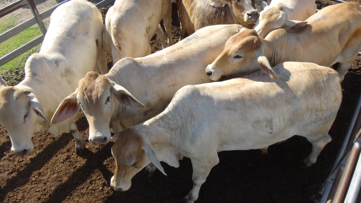Buyers scramble for store cattle