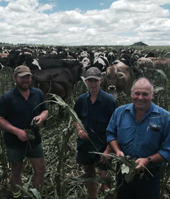 Greenwood dairy farmers Ross Rosenberg and Jack Redding with animal health specialist Lester Handford from DHA Rural Sales in Toowoomba in a crop of forage sorghum, lablab and cow peas.