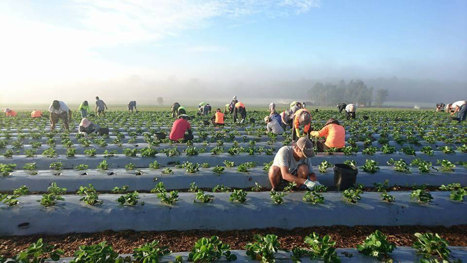 EFFICIENCY GAIN: Insect pests are being controlled and chemical use reduced on labour intensive strawberry farms.