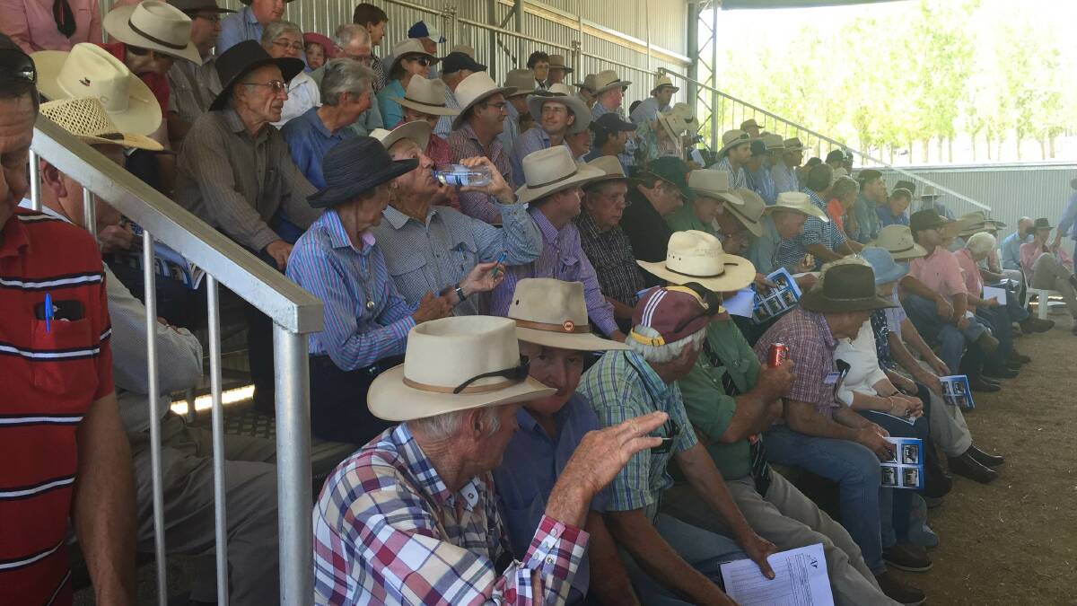 There was support demand for the high quality Charolais and Angus bulls on offer at the Ascot sale, Warwick.