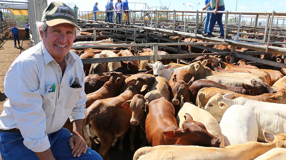 ROMA SALE: Peter Bryant, Albury, Mungallala, watched his 320kg Charolais-cross steers sell for an average of 330c/kg to return $1060/head. 