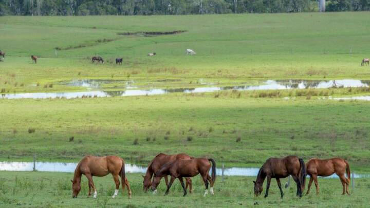 Boonah horse, cattle paradise passed in | Video