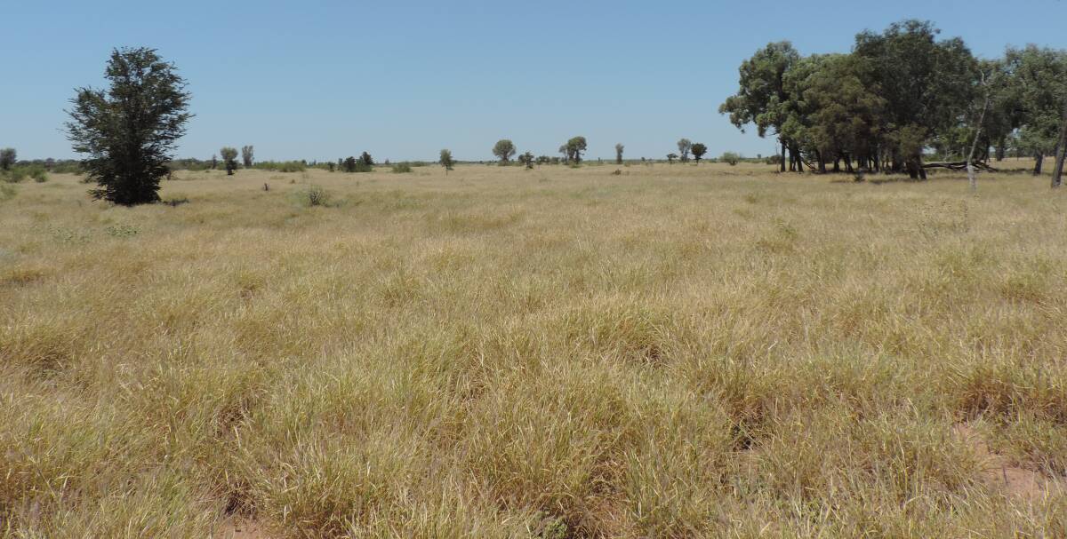 NEGOTIATIONS CONTINUING: Ramona, the highly regarded 13,692 hectare Barcaldine/Blackall district property, was passed in at auction for $3.5 million.