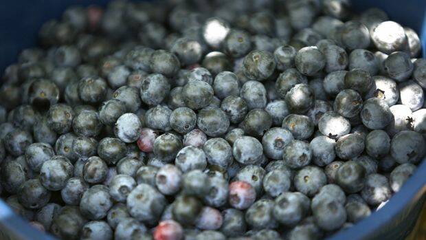 BACKPACKER TAX: The Australian blueberry industry has called on the senate to pass the federal government’s 15 per cent tax bill.