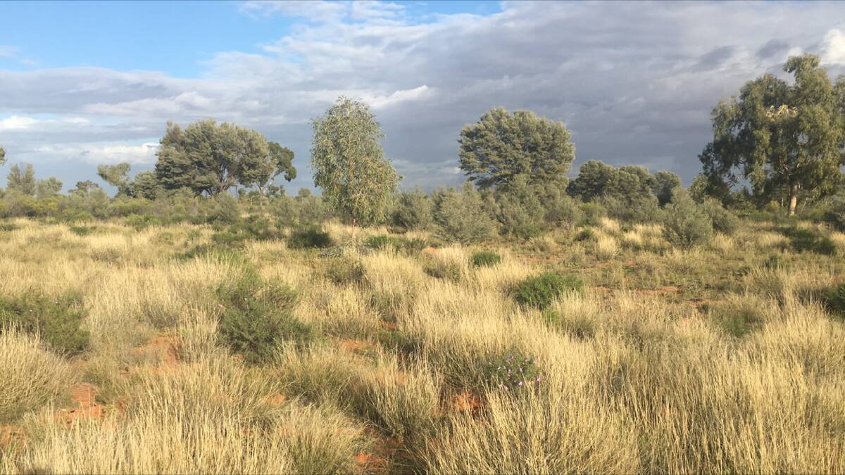 Carbon credits on a 166,000 hectare Quilpie aggregation are estimated to generate about $12 million over 10 years.
