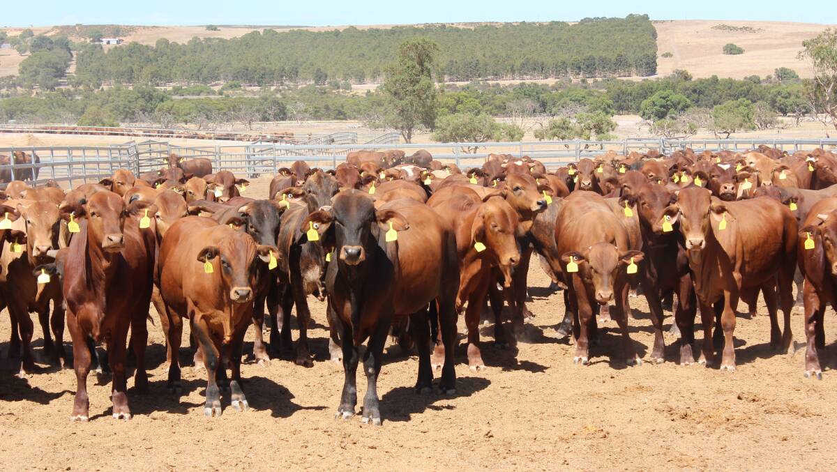 All of the cattle the women export are sourced from Western Australia and are assembled at three local feedlots locally for a minimum of eight clear days.