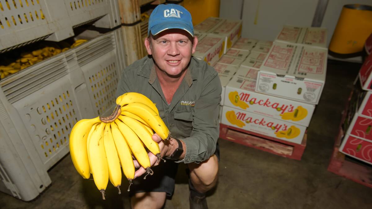 Lakeland banana grower Cameron Mackay. Picture by Kelly Butterworth