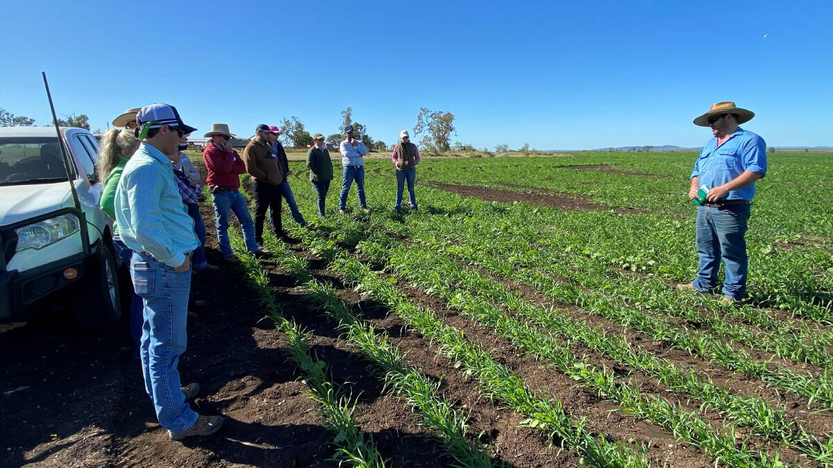 The group visiting a multi species crop. Photos - supplied. 