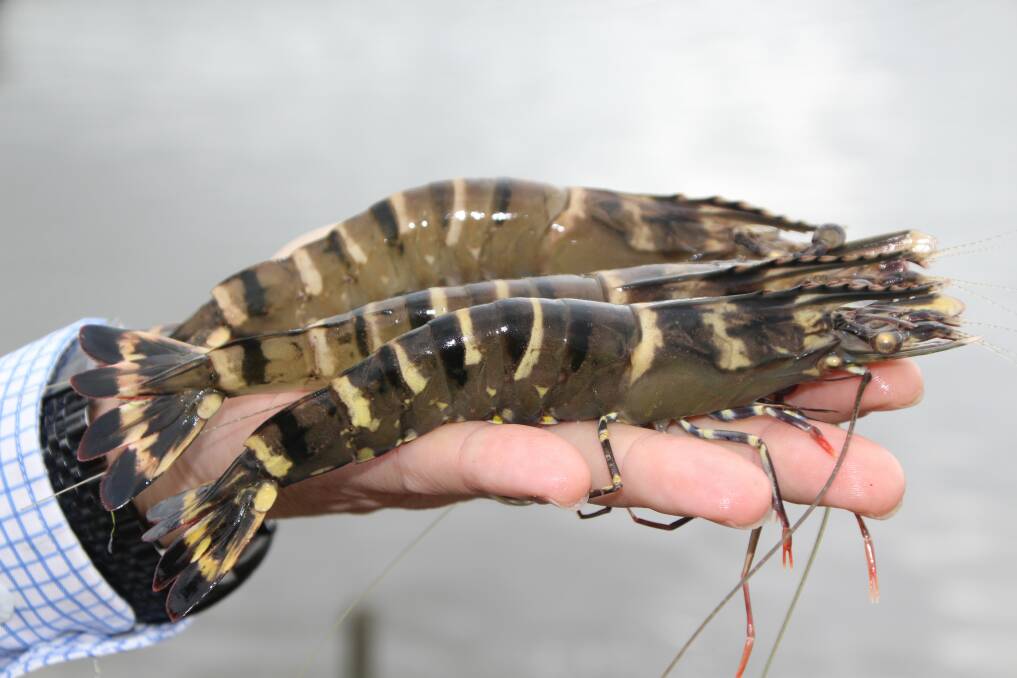 Sustainable prawn farm trials hailed a game changer