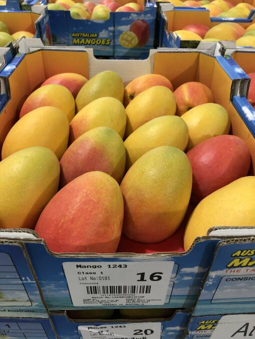 Next chapter begins for mango hybrids