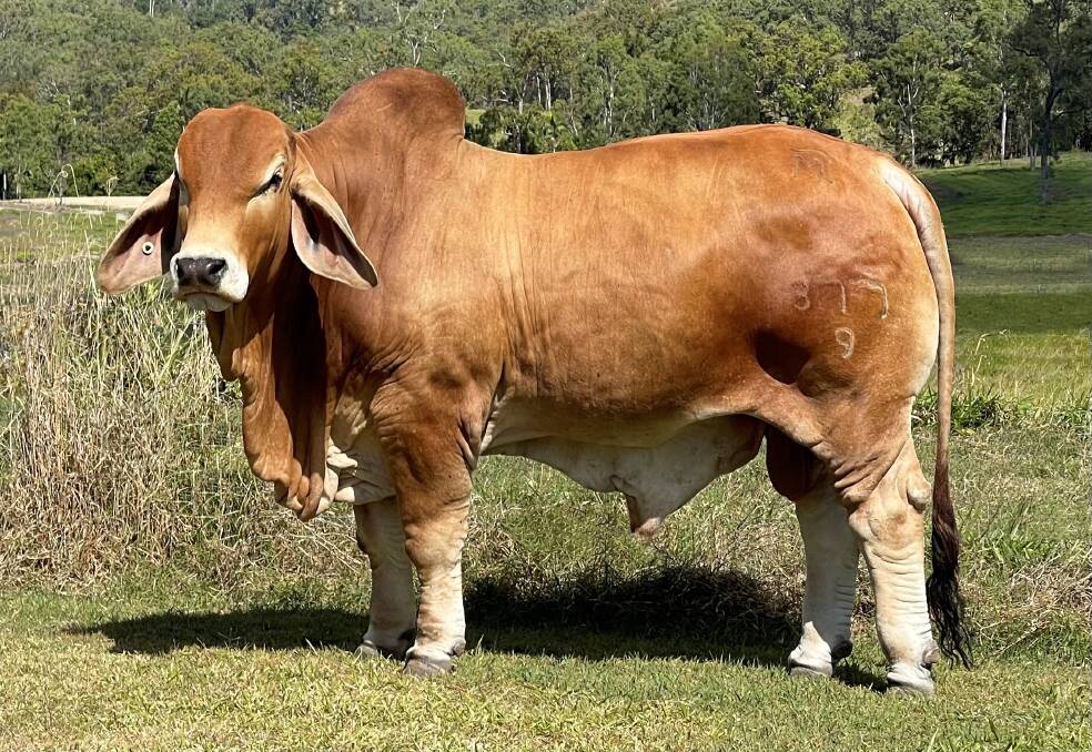 American dual registered bull Maru Jaral.