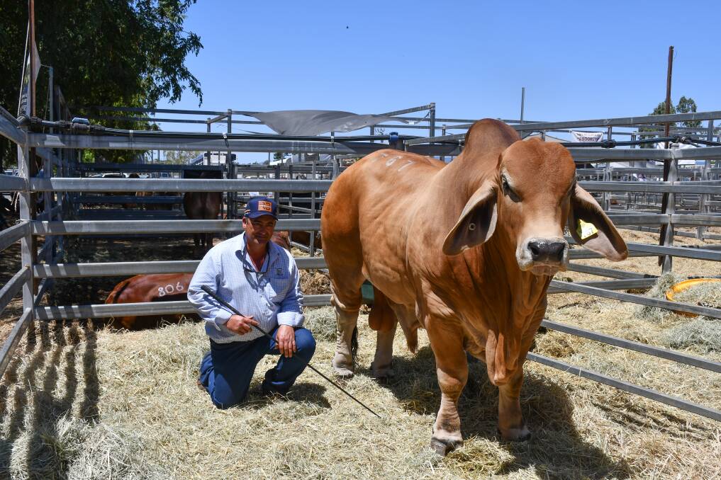 Emanuel Mifsud, Maru stud, Koumala, with his US dual registered bull Maru Jaral, who was purchased by the Bartolo family, Carrinyah Pastoral Co, Nebo, for $70,000 at the Rockhampton Brahman Week Sale.