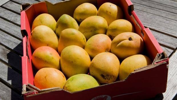 Mango season around the corner