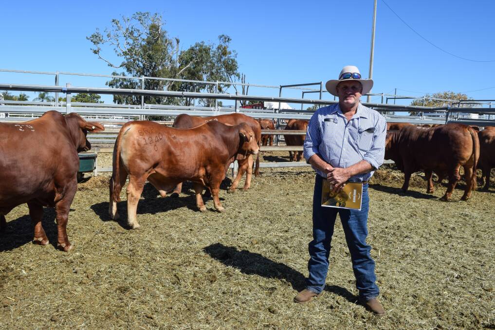 Spyglass Station manager Stephen Anderson with a yarding of bulls he purchased through the 2021 Droughtmaster National Sale.