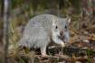 Fight to save Northern Bettong population