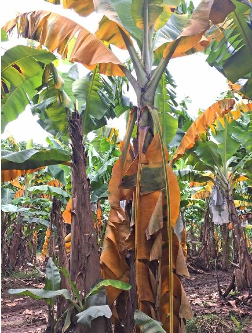 Sick banana plant with Panama TR4.