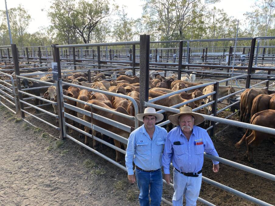 Tony Dwyer GDL and Peter Hayes from Hayes & Co in front of the Fort Cooper steers offered at the Nebo Sale last Friday, October 15.