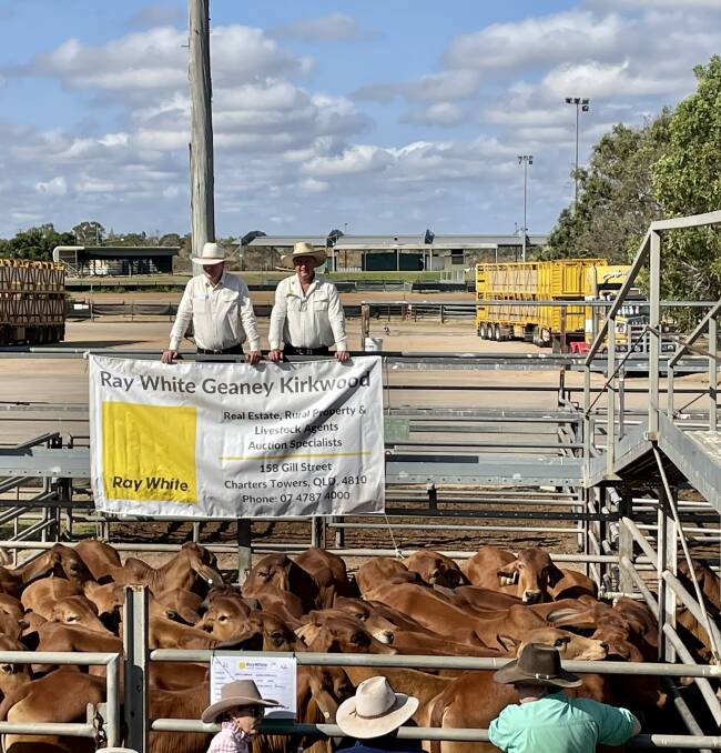 Ray White Geaney Kirkwood principals Liam Kirkwood and Matthew Geaney with a run of steers by Rapisarda Enterprises. Picture: Ray White 