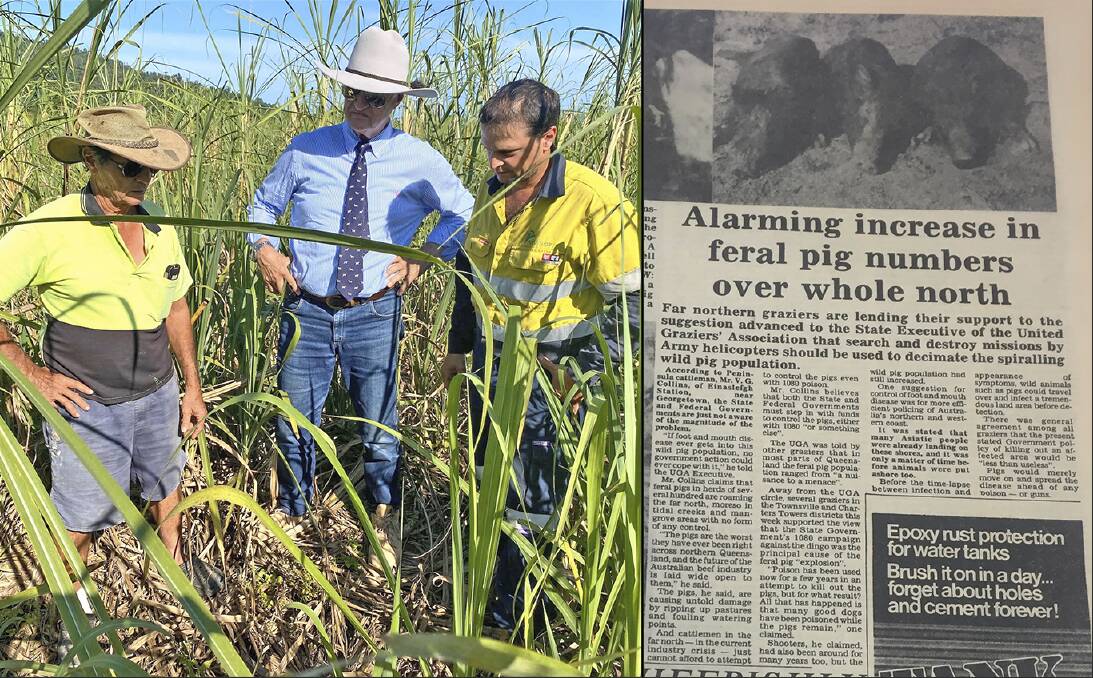 NOW: Santo Pappalardo (left), Bob Katter MP (centre) and Joel Pappalardo (right) inspect feral pig damage in the family's cane crop. THEN: A story on feral pigs in the October 29, 1977 edition of the North Queensland Register.