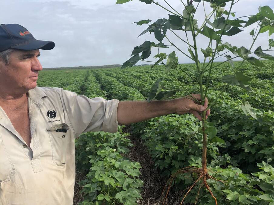 COTTON POTENTIAL: Tipperary Group of Stations general manager David Connolly is pleased with the company's third cotton season. Picture: Contributed.