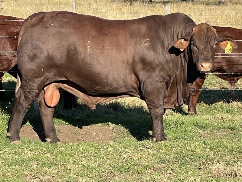 Sale topper Riverina Skydiver, which was offered by Rob and Lorraine Sinnamon, RL Pastoral Company, Mayfield, Kyogle, NSW. Picture: RL Pastoral