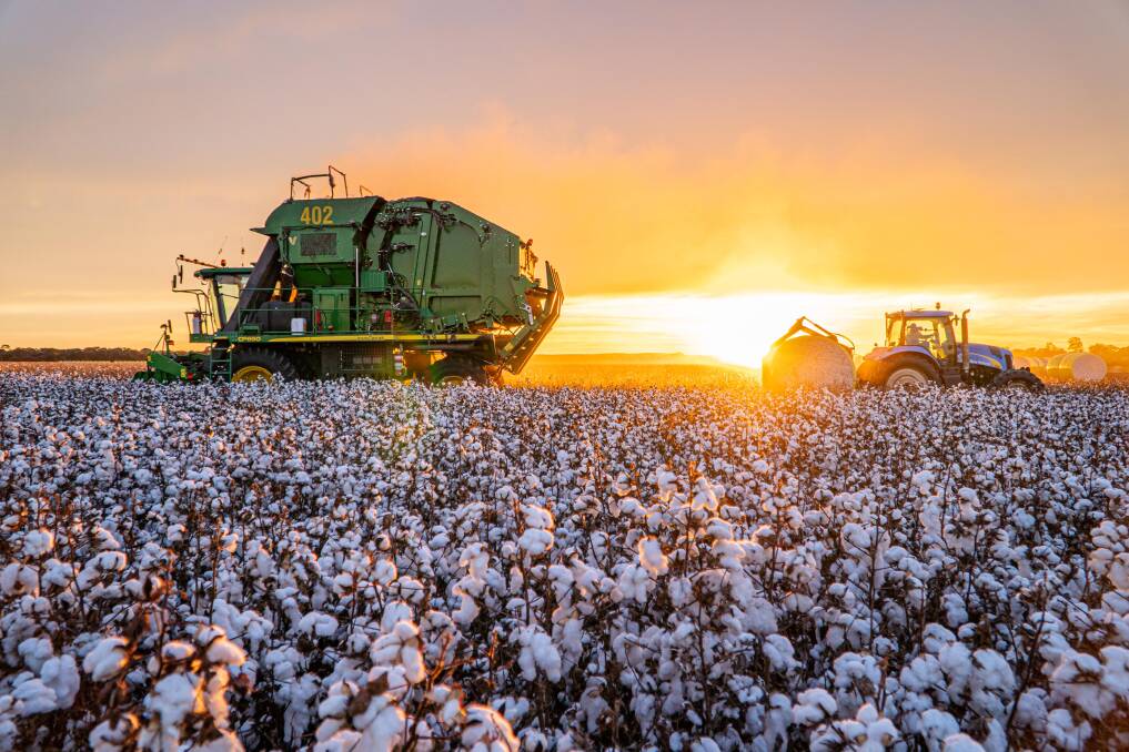 PERFECT PICK: Grower Simon Green harvesting this year's cotton crop at Badminton, Theodore. Pictures: Jarrod Moss.