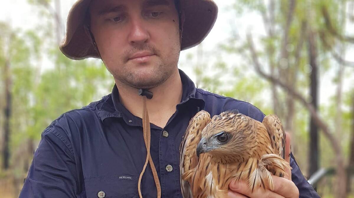 RARE FIND: University of Queensland PhD candidate Chris MacColl with the third live male red goshawk ever held. Photo: Supplied.