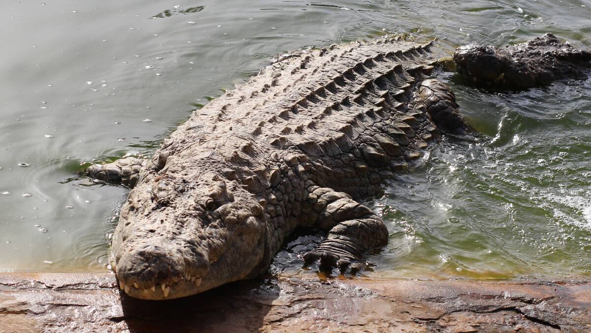 RISING POPULATION: Crocodile numbers in Queensland have been rising since the 1970s.