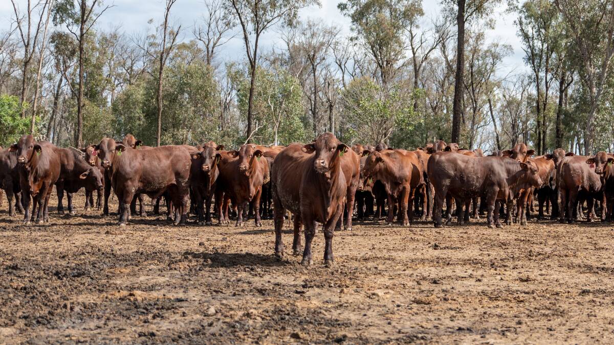 FEEDLOT FAECES FIND: University of New England researchers say the popular practice of manure spreading could be weakening human antibiotic resistance. Photo: Brandon Long