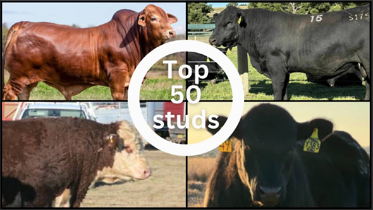 Some of the top-priced bulls from the 2023 season. Clockwise from top left; Glenlands Droughtmaster $320,000; Landfall Angus $240,000; Texas Angus $360,000, and; Bowen Poll Hereford $140,000.
