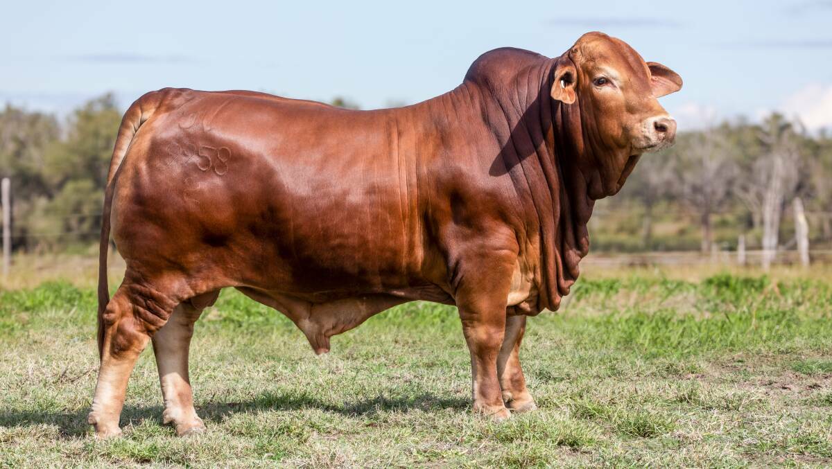 The record breaking $320,000 Droughtmaster bull Glenlands D Everest, which sold to a partnership of international interests, Considerata South Africa and Samari stud, Hughenden, Qld. Picture by Kent Ward.
