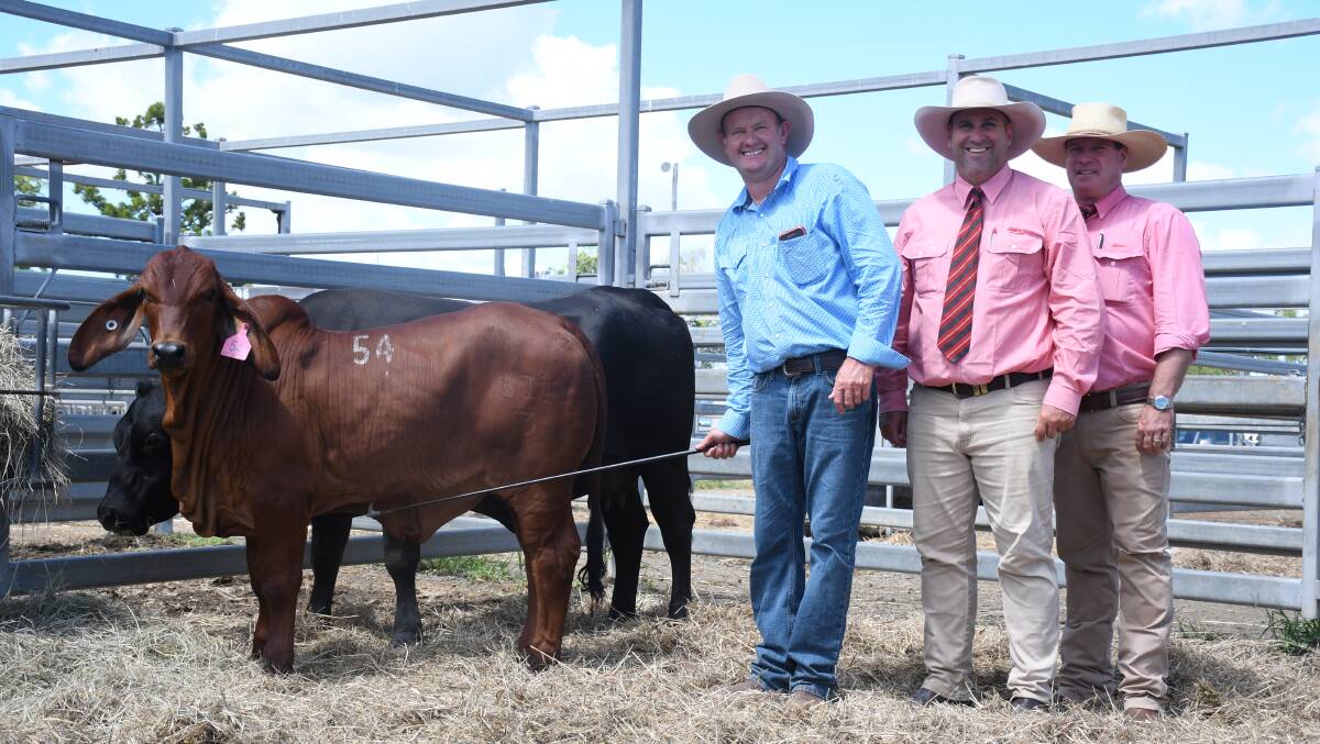 The record sale topper Stockman Red Opal with vendor Christopher McCarthy, Elders agent Anthony Ball, who bid on behalf of buyers the Reddie family, and selling agent Michael Smith. Pictures: Clare Adcock