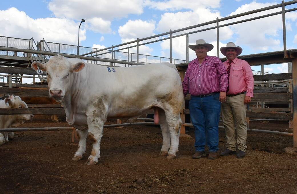 Top of the Charolais draft was lot 88, Brendale Supreme, with Brendan Scheiwe and Anthony Ball, Elders.