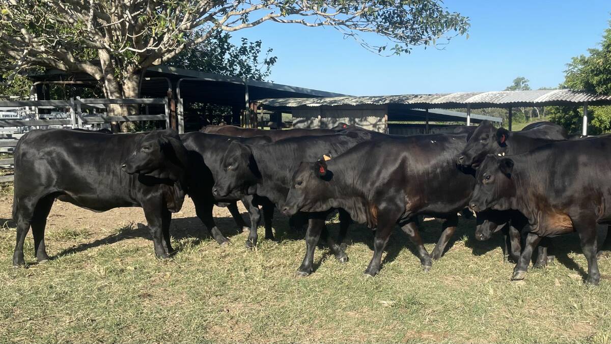 The Forrest family's PTIC Brangus heifers which sold for $2600 a head on AuctionsPlus. Picture supplied by Nutrien. 