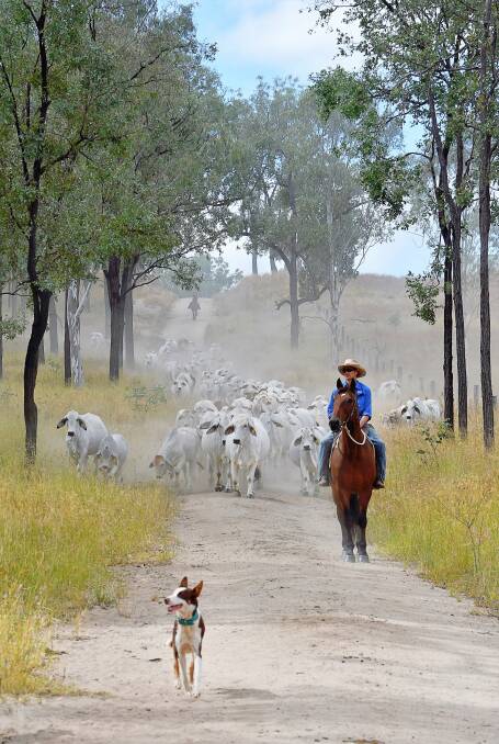 Lance bringing in a single sire Brahman herd for weaning. Pictures supplied by Bronwyn Burnham.