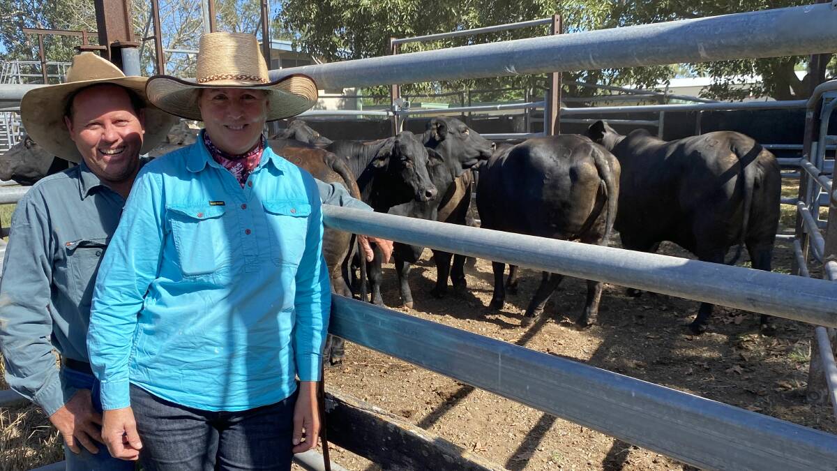 Mark and Pauline Lloyd, Mavis Downs, Nebo, sold Brangus cows for 285c/kg, at 611kg, to return $1743, sold by Brian Dawson Auctions. Picture: Supplied