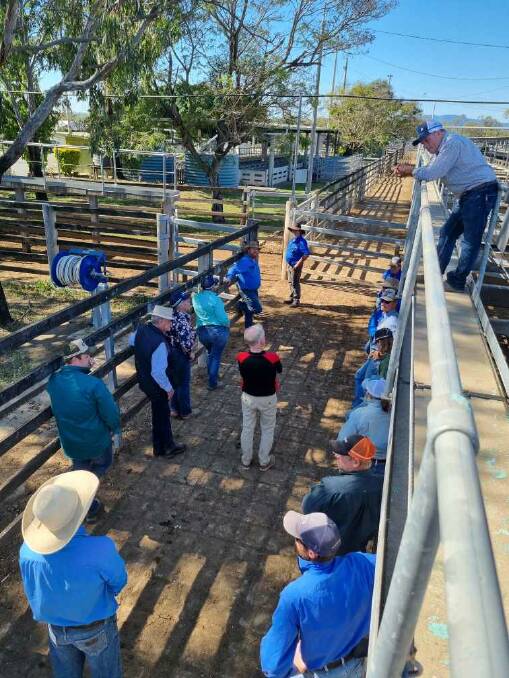 Interest in the livestock handling courses has risen again this year, prompting QTA to host more throughout the year. Pictures: Supplied