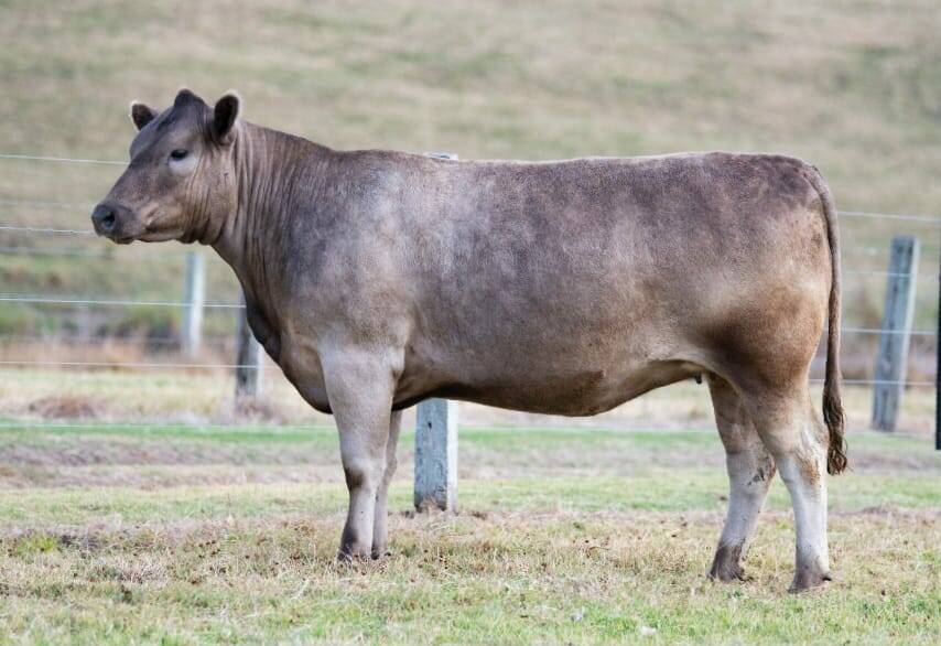Top priced female: Double A Bridget S15 which was purchased by Maple Downs Murray Greys, Malanda, Qld, for $10,000. Picture by Target Livestock and Marketing. 