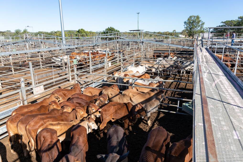 Elders Charters Towers livestock agent Olly Peel said prices remained firm despite the quieter buying presence. Picture: Zoe Thomas. 