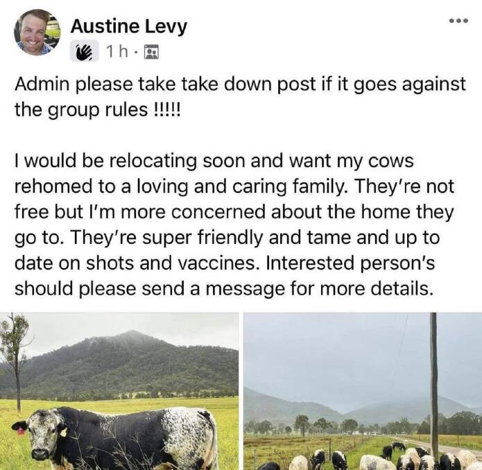 The fake profile used an image of Mr Parry and posed under the name 'Austine Levy' with images of his Speckle Park cattle. Picture: Travis Parry. 
