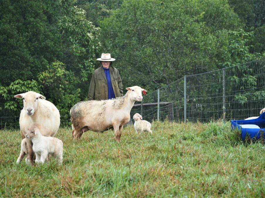Breaking from tradition: Kerry Kelly diversified into sheep on her Topaz property in the Atherton Tablelands region. Picture: Terrain NRM.